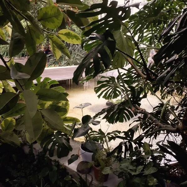 печальные тропики